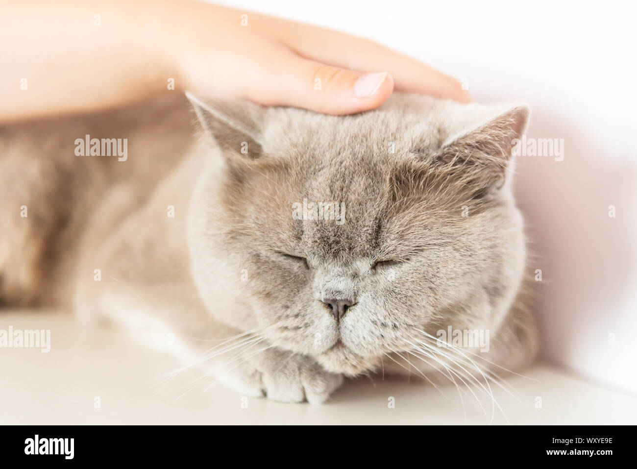 British Shorthair cat is lying and sleeping on white table. Stock Photo