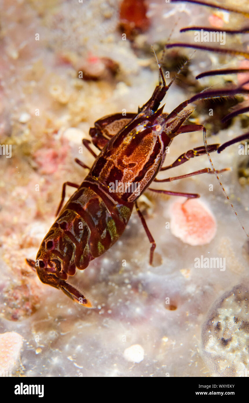 Striped Snapping Shrimp, Synalpheus striatus, Sebayor Kecil dive site, between Komodo and Flores Islands, Komodo National Park, Indonesia, Indian Ocea Stock Photo