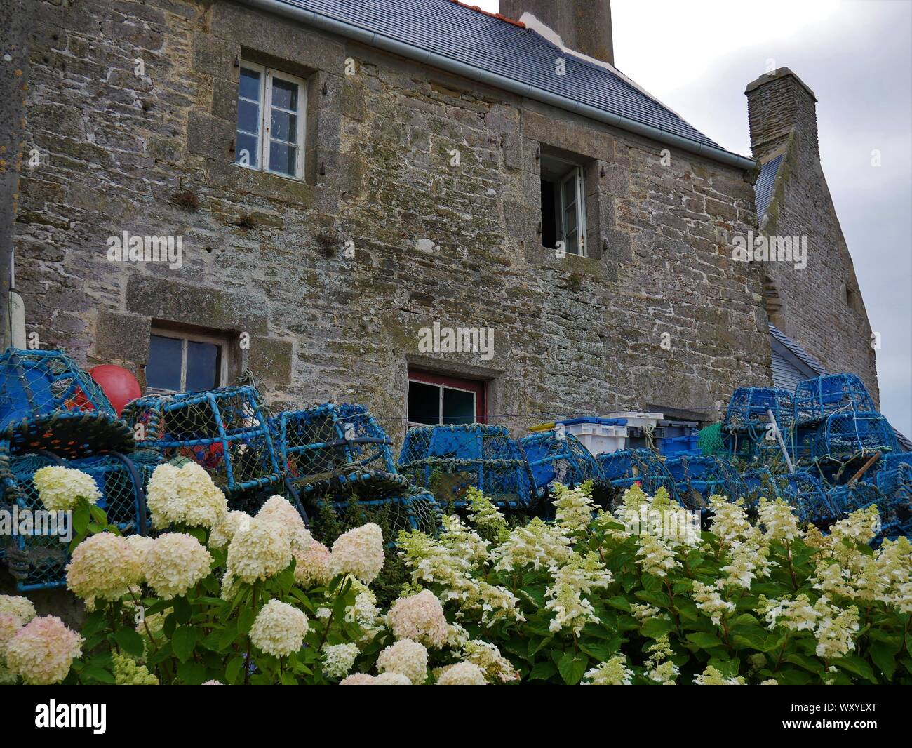 Maison bretonne fleurie d'hortensias avec des accessoires de peche au crustacés , toit en ardoise , casier de peche , le conquet , bretagne Stock Photo
