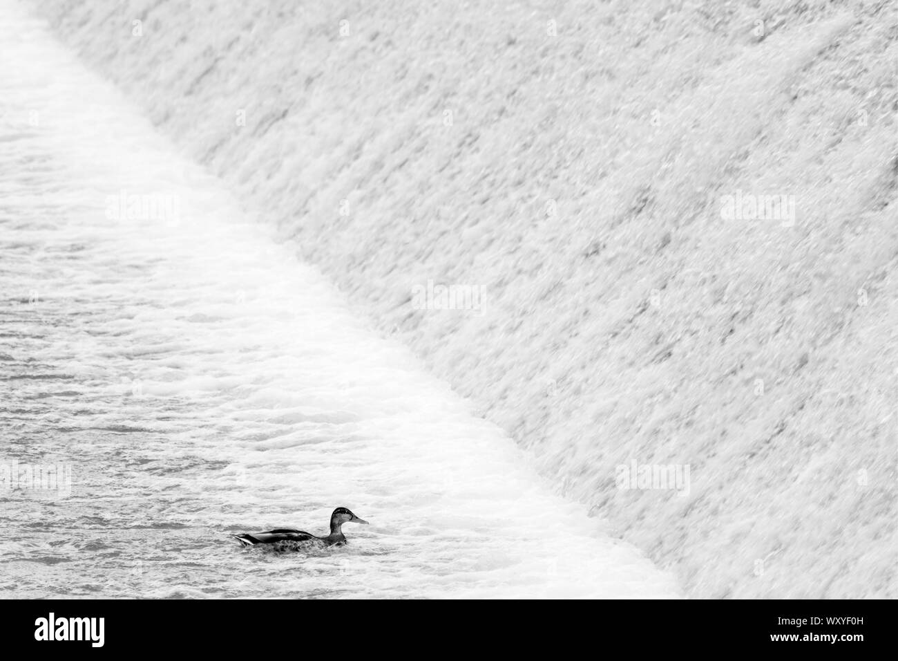 Duck swimming upstream under an artificial obstacle waterfall Stock Photo