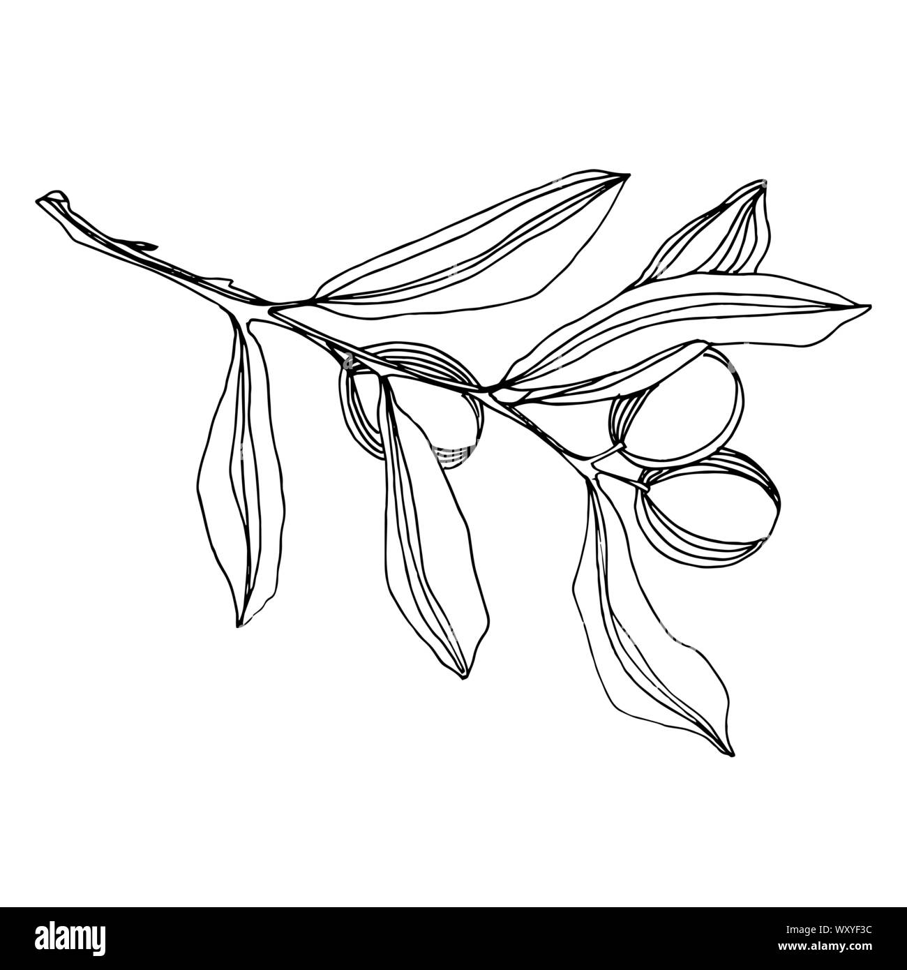 Vector Olive branch with fruit. Black and white engraved ink art ...