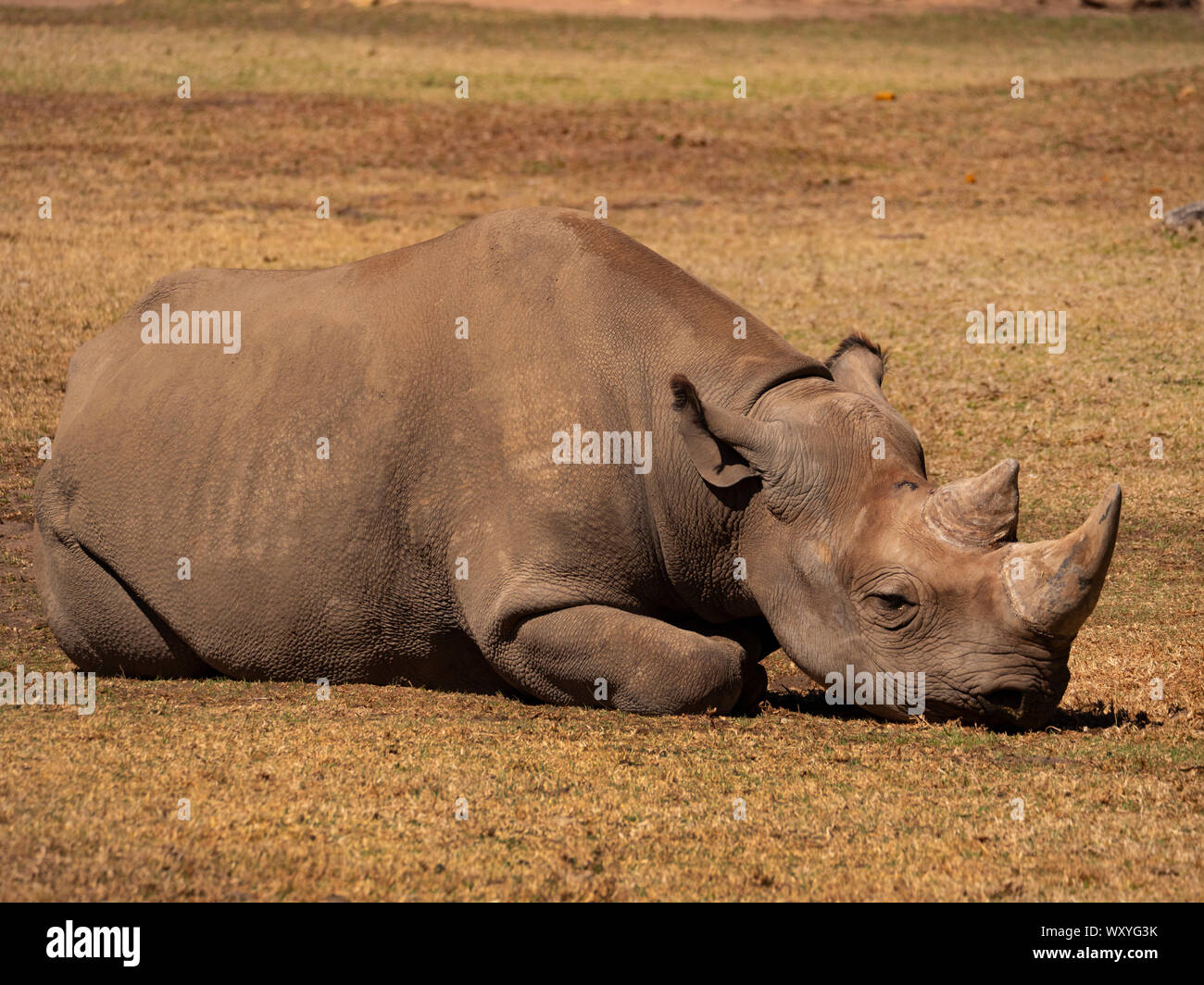 A critically endangered Black Rhinoceros, Diceros bicornis, in a captive breeding program resting in its enclosure. Stock Photo