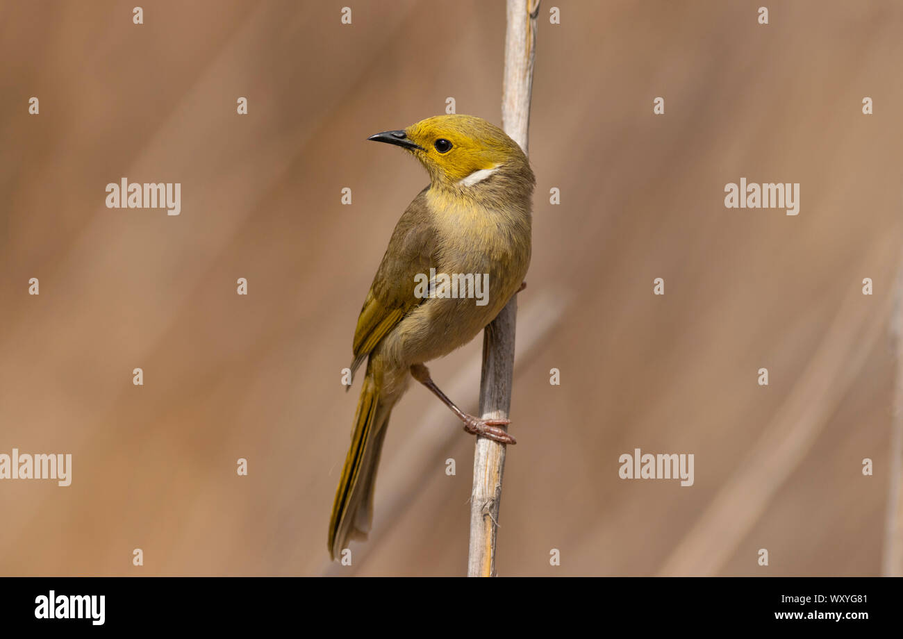 White-plumed Honeyeater, Lichenostomus penicillatus, perched on a reed stem at Mudgee New South Wales, Australia with copy space Stock Photo