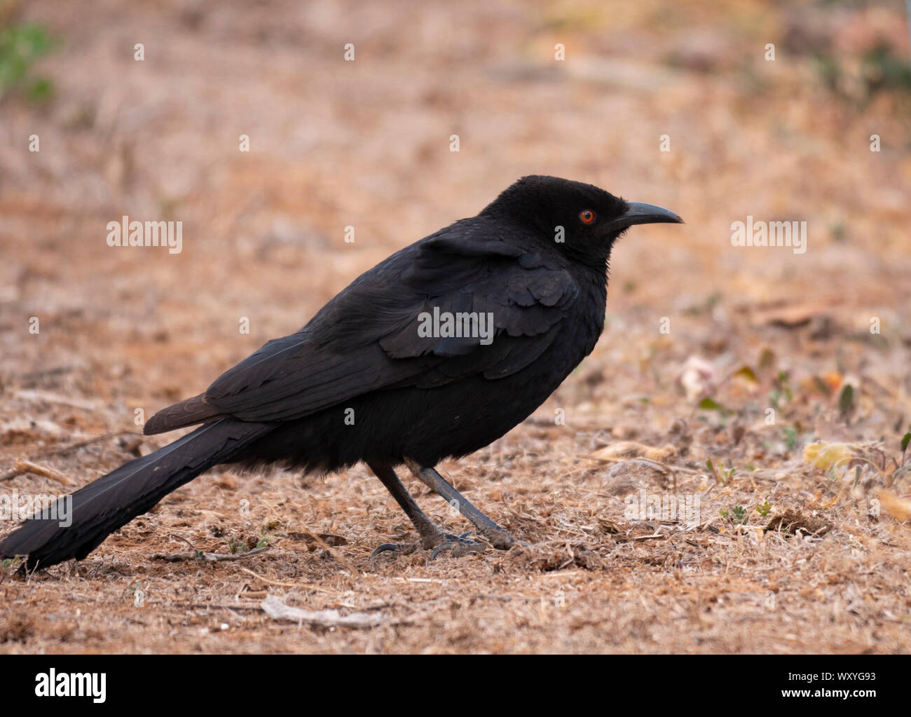 Corcorax White winged chough foraging hi-res stock photography and images - Alamy