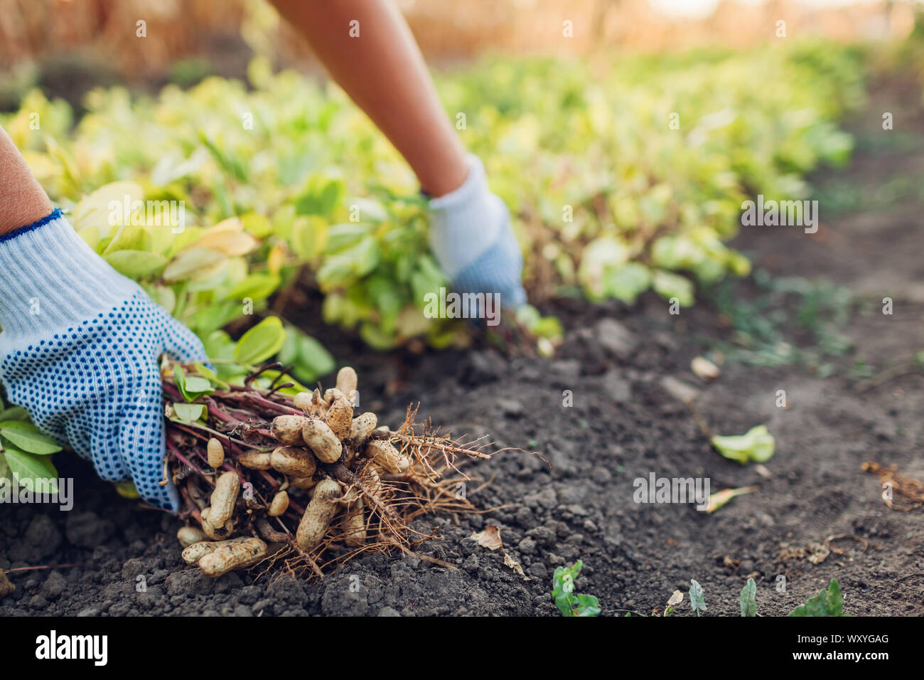 Picking peanuts. Farmer woman pulling peanuts out of soil. Autumn harvesting. Farming and gardening concept. Stock Photo