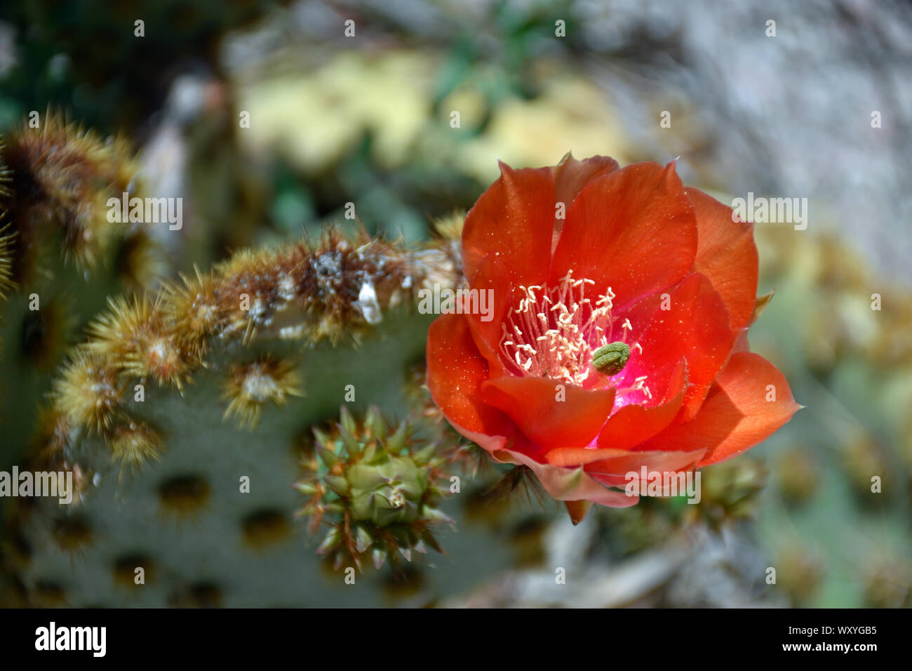 Chenille Red Prickly Pear Cactus native to Texas but photographed in New Mexico Stock Photo