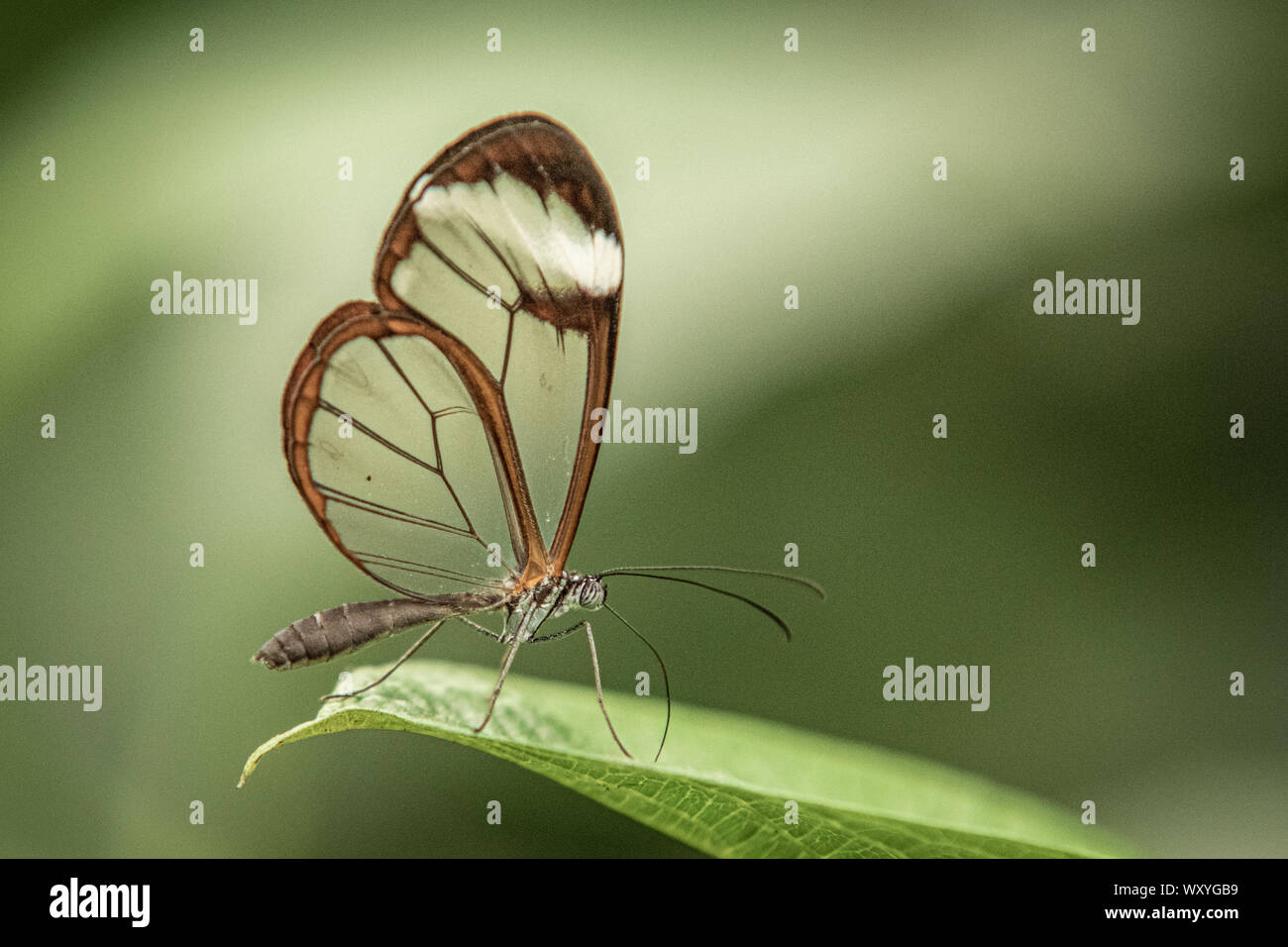 close up of glasswing butterfly Stock Photo