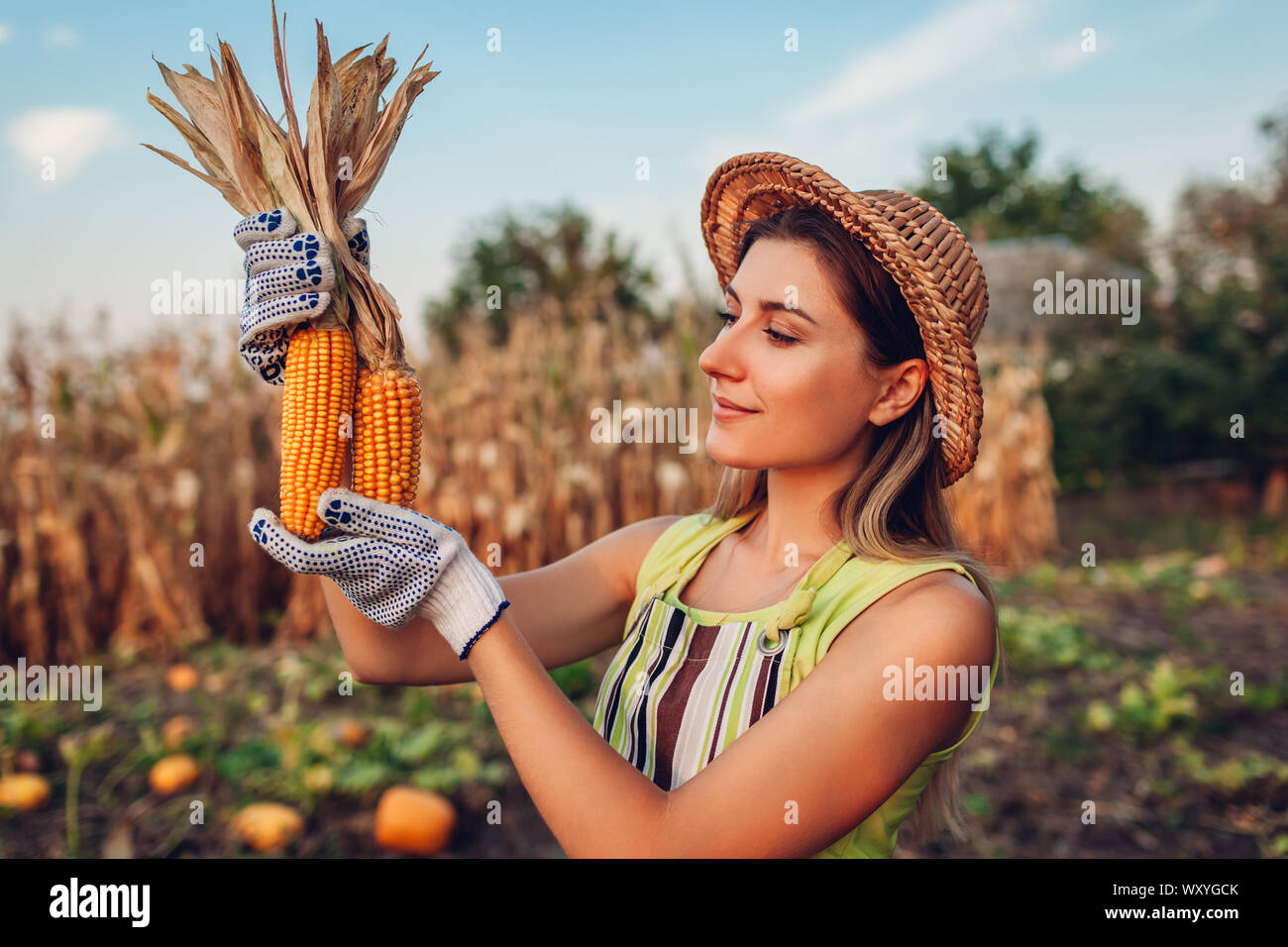 Farmer hat harvesting corn hi-res stock photography and images - Alamy