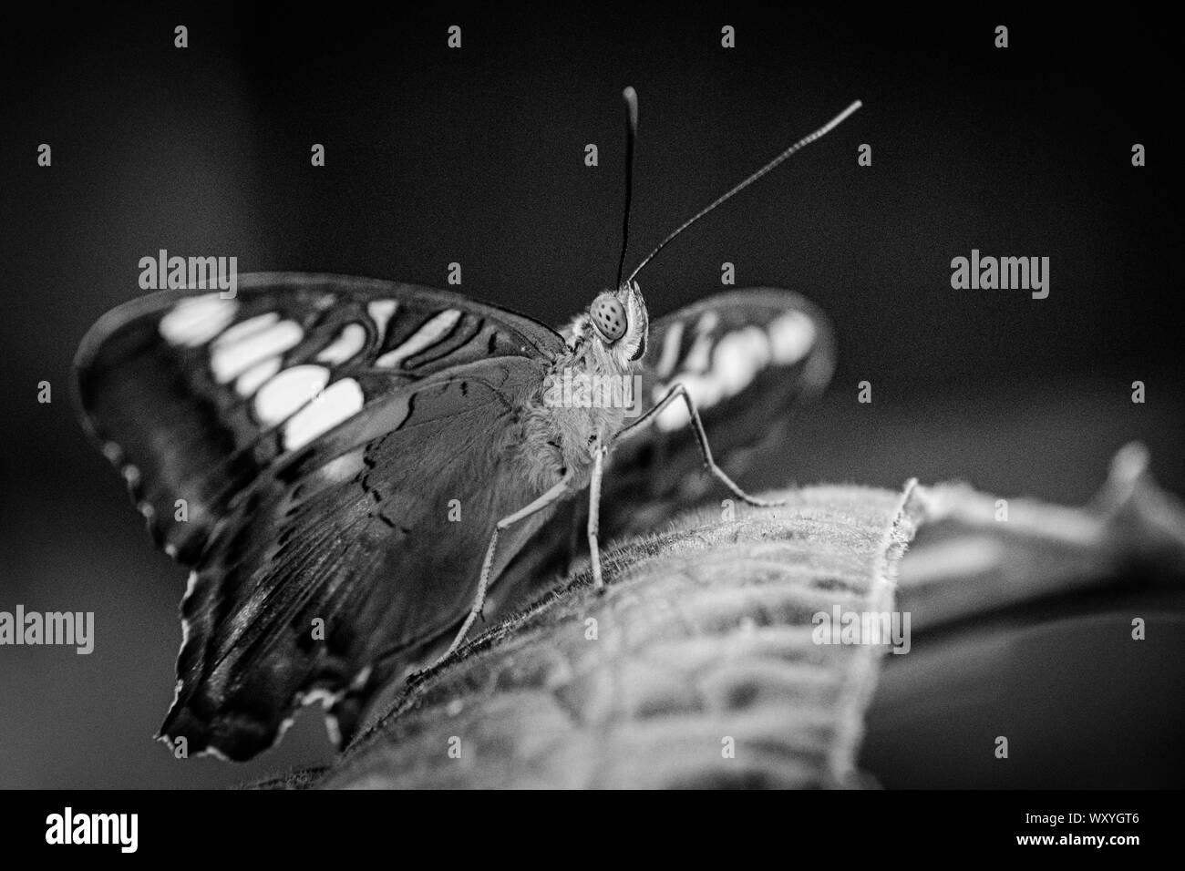 Cracker butterfly Close Up (Hamadryas) Stock Photo