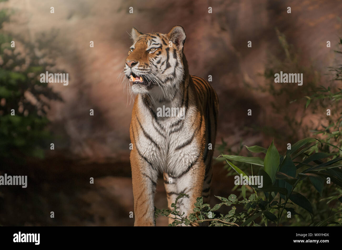 Beautiful Siberian tiger showing his teeth Stock Photo