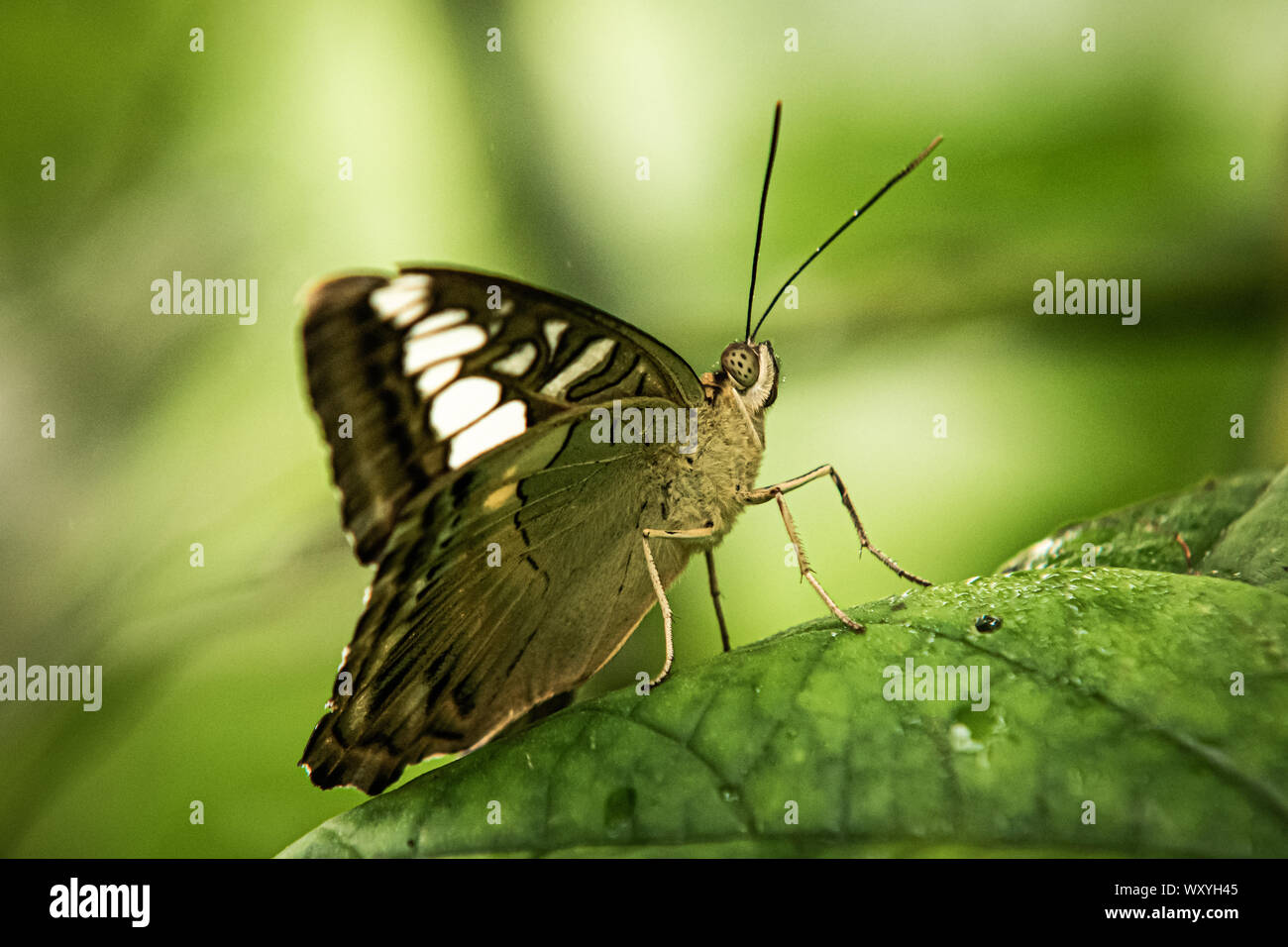 Cracker butterfly Close Up (Hamadryas Stock Photo Alamy