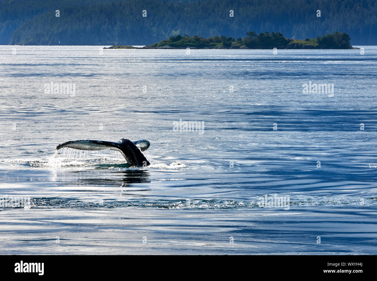 Humpback Whale Tail Fluke. A humpback whale tail fluke as it dives. Stock Photo