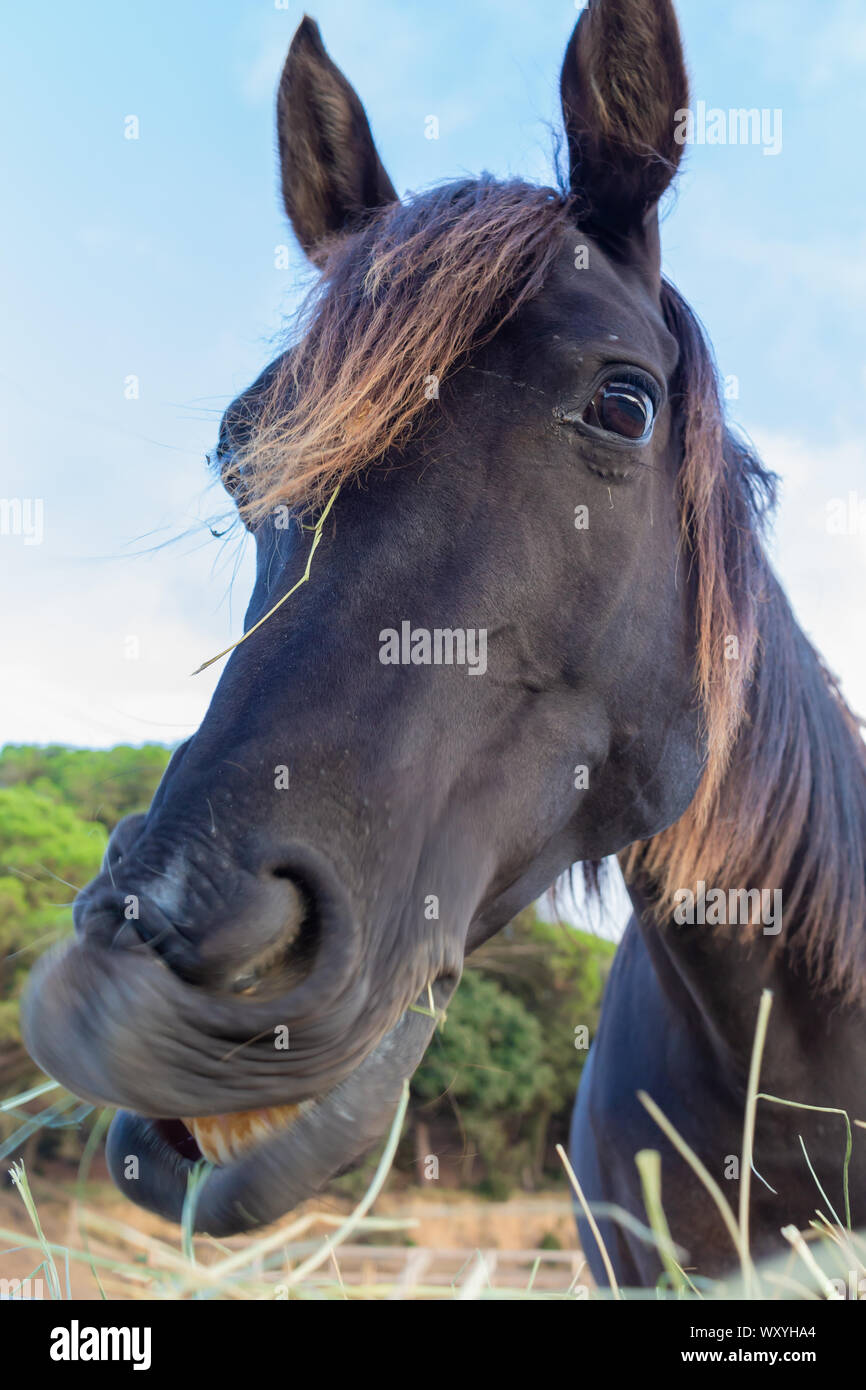 Pointy head hires stock photography and images Alamy