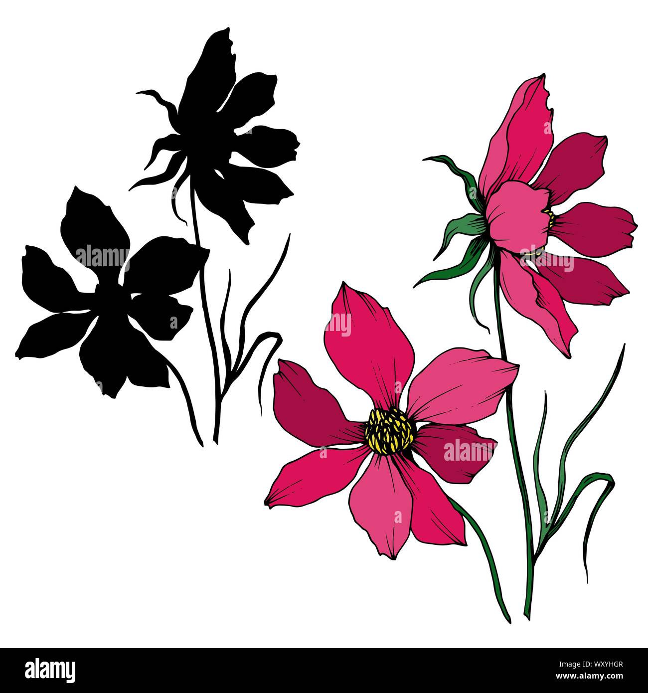 Vector Cosmos floral botanical flowers. Black and white engraved ink ...