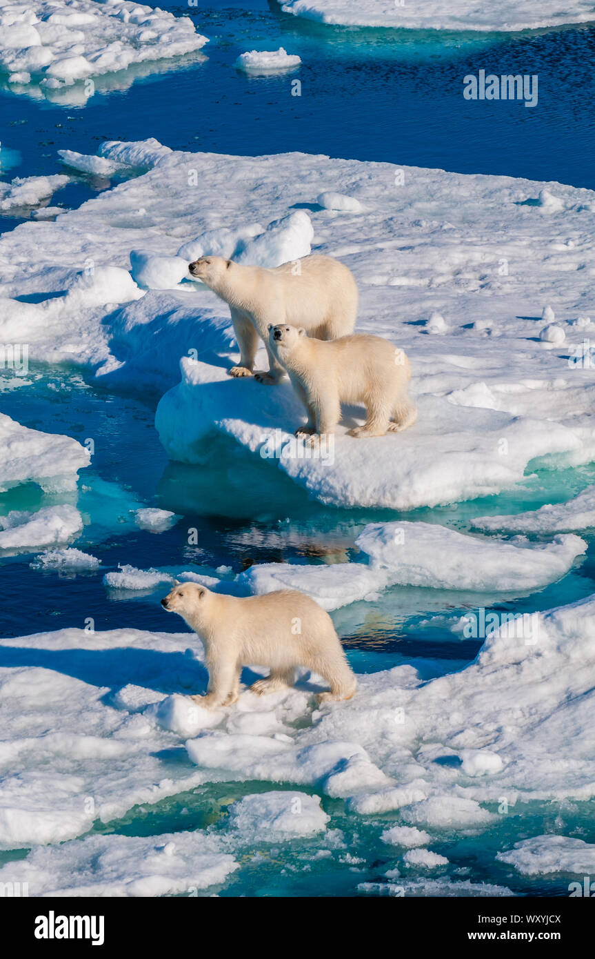 Mother polar bear with cubs on ice pack in the Arctic Circle ...