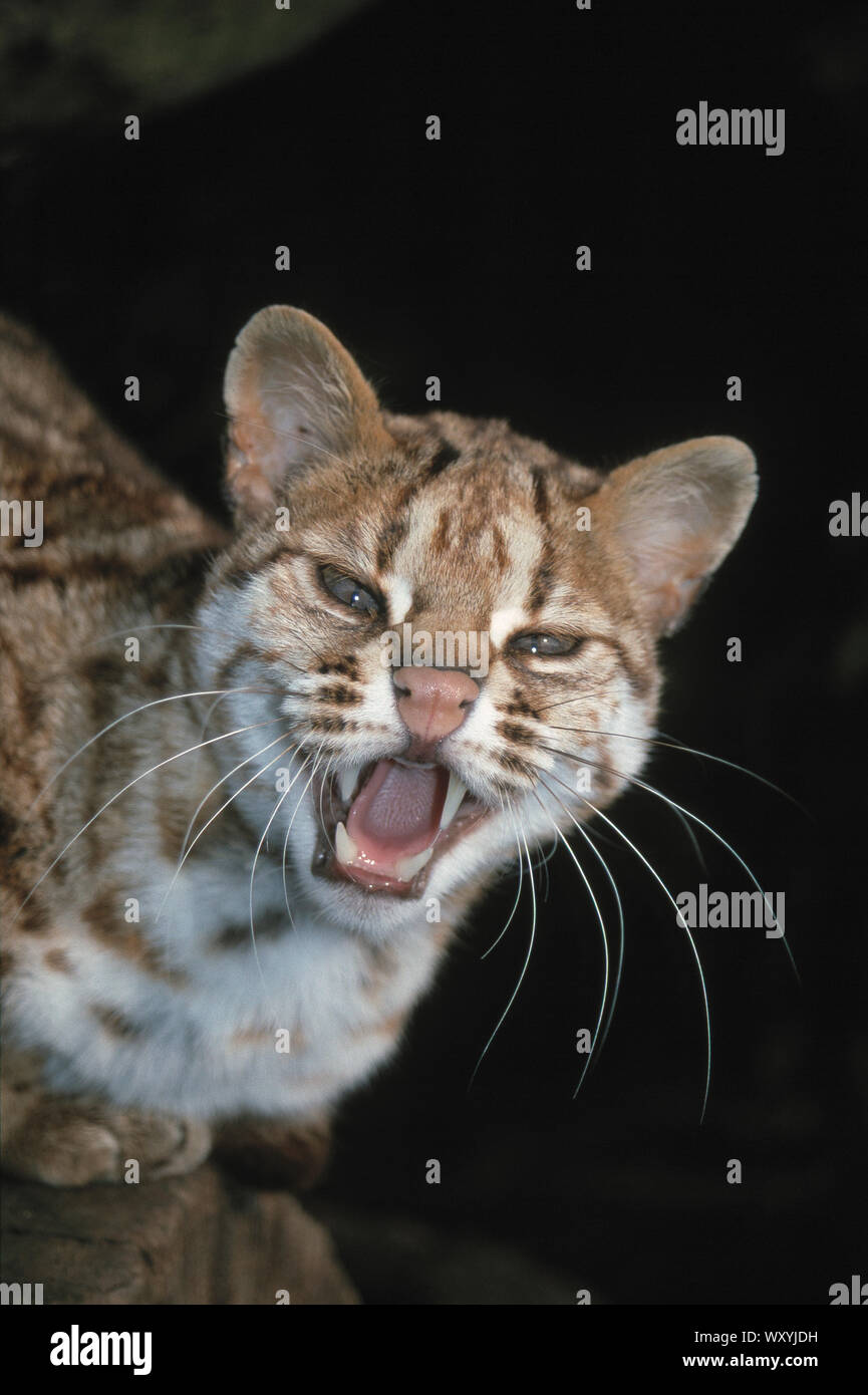 LEOPARD CAT  (Felis bengalensis). Calling with mouth wide open, full facial details in close up. Stock Photo