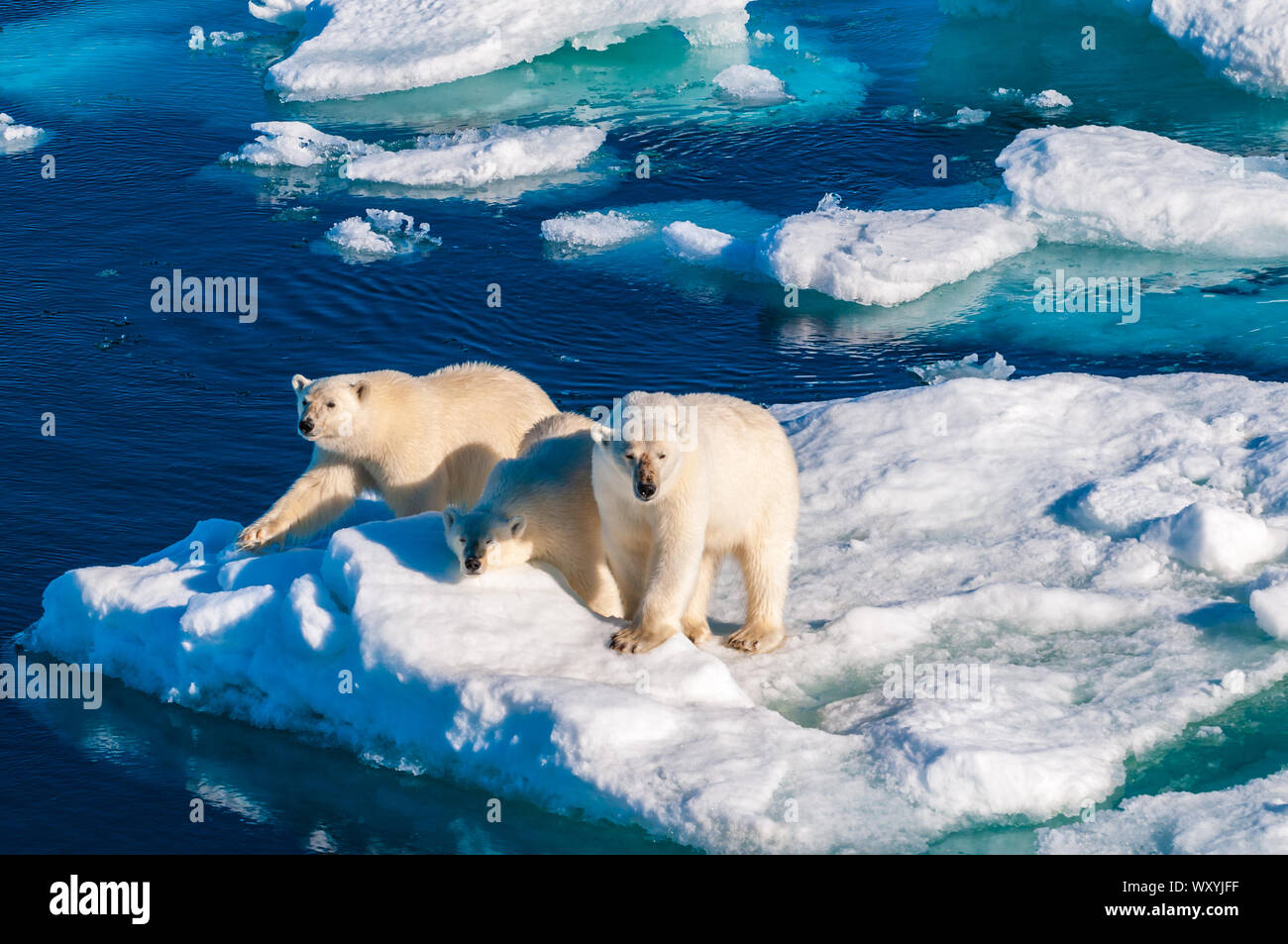 Mother polar bear with cubs on ice pack in the Arctic Circle ...