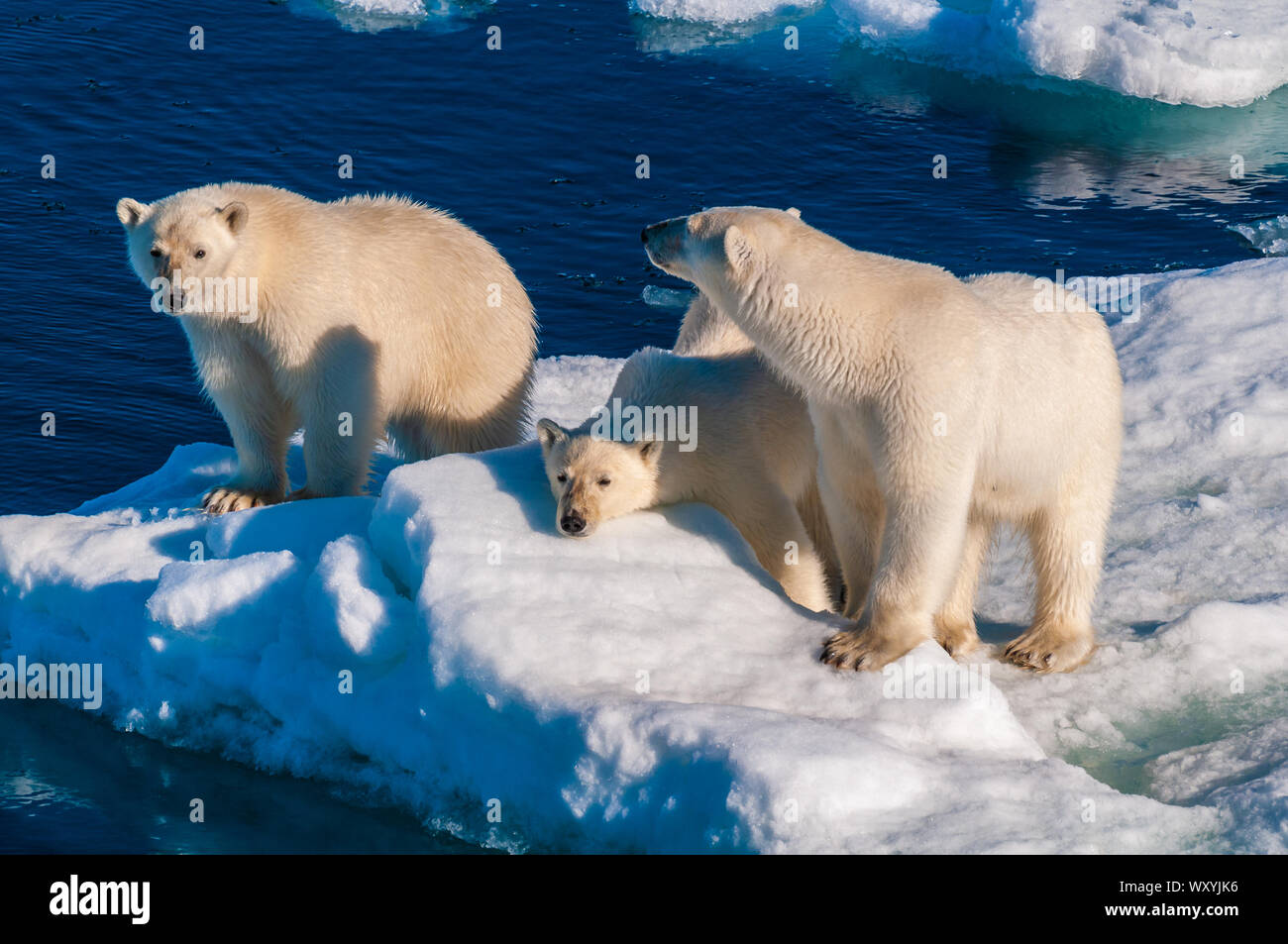 Mother polar bear with cubs on ice pack in the Arctic Circle ...