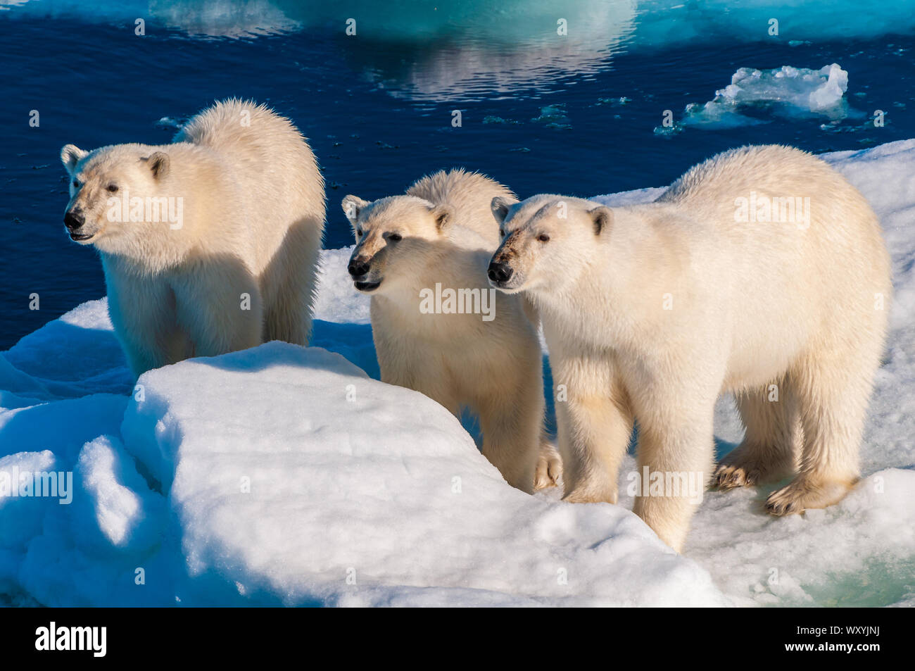 Mother polar bear with cubs on ice pack in the Arctic Circle ...