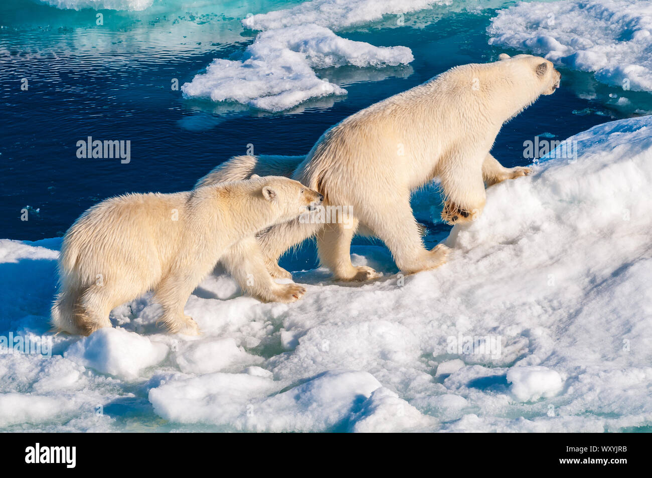 Mother polar bear with cubs on ice pack in the Arctic Circle ...