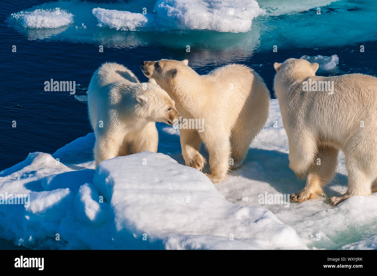 Mother polar bear with cubs on ice pack in the Arctic Circle ...