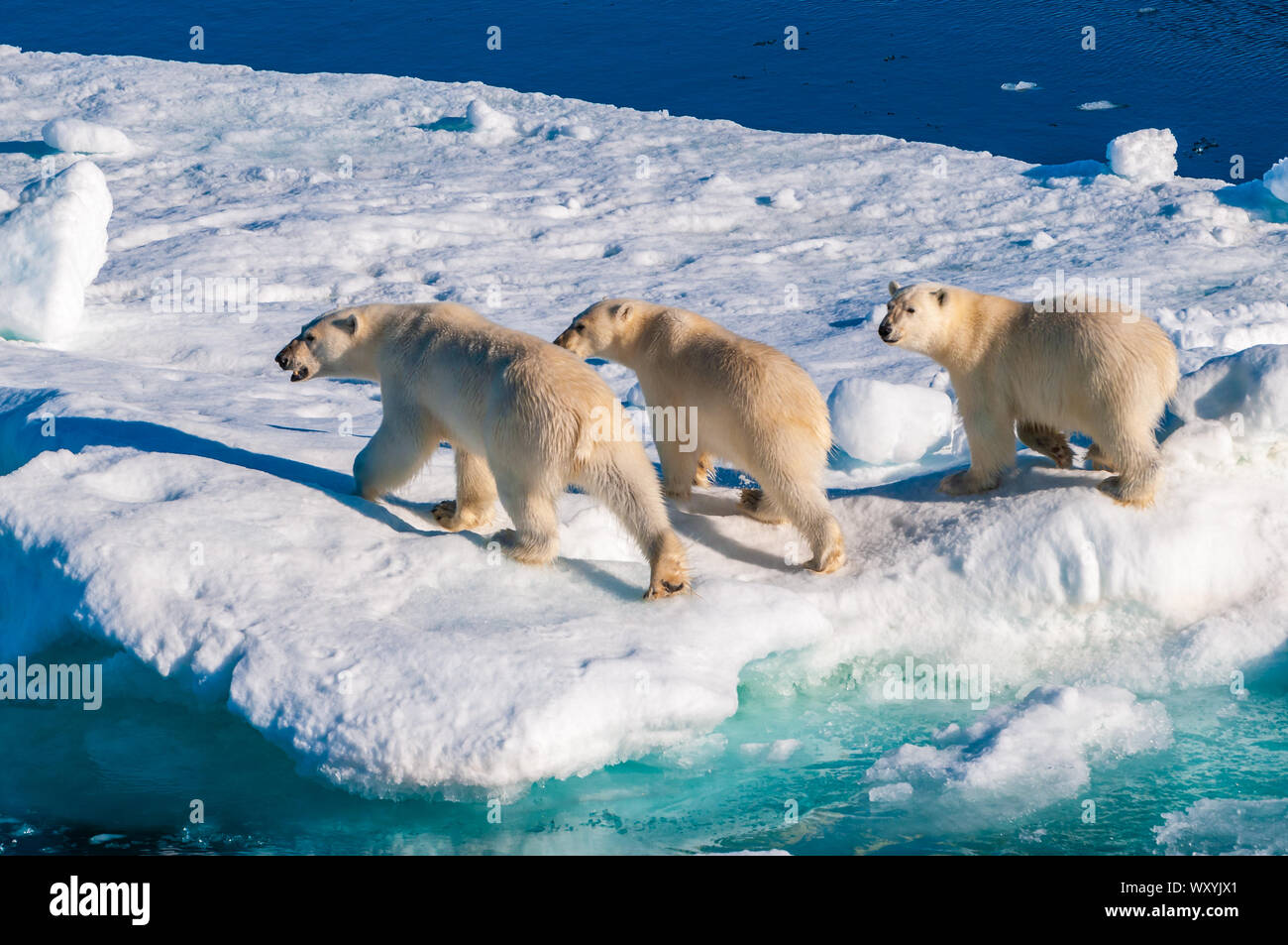 Mother polar bear with cubs on ice pack in the Arctic Circle ...