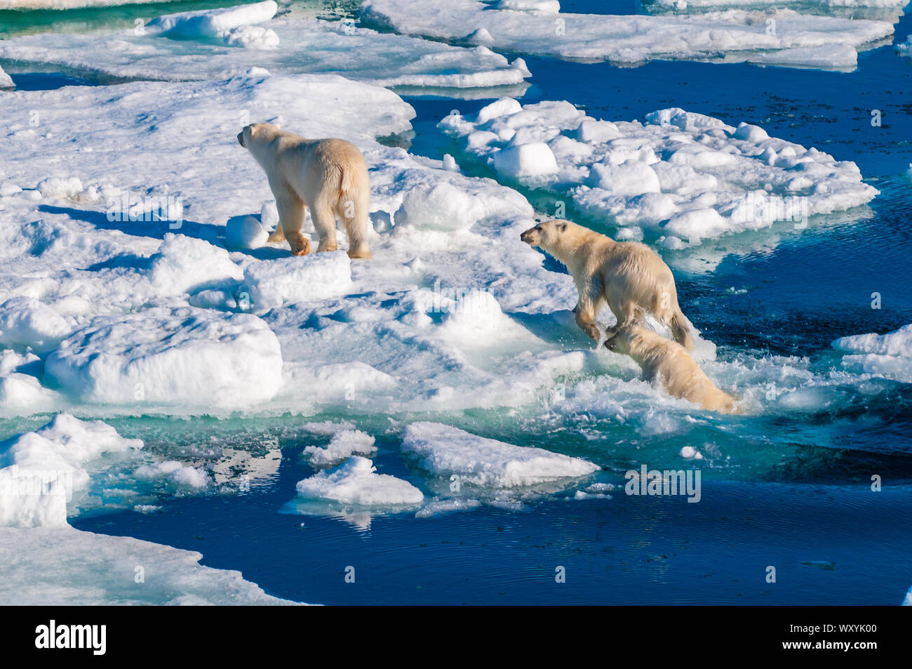 Mother polar bear with cubs on ice pack in the Arctic Circle ...