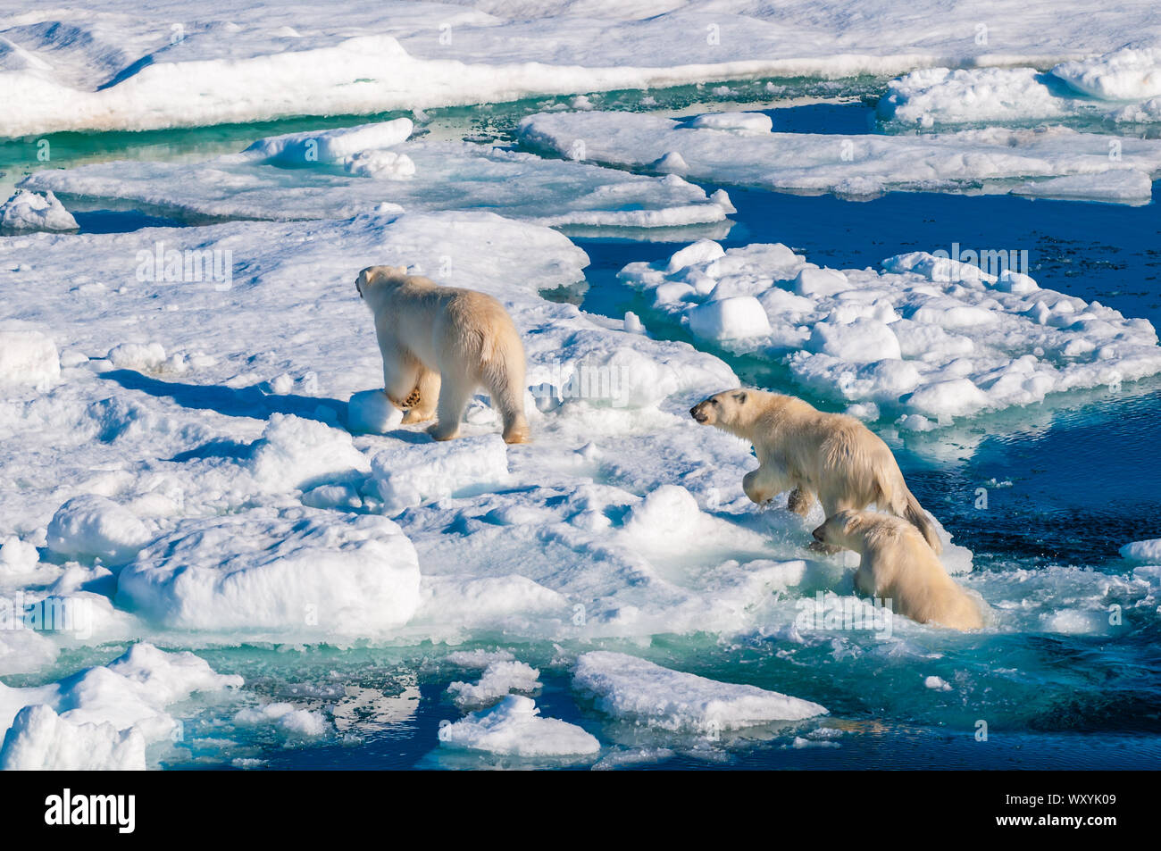 Mother polar bear with cubs on ice pack in the Arctic Circle ...
