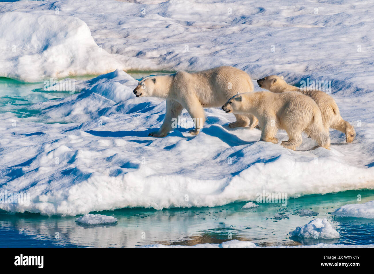 Mother polar bear with cubs on ice pack in the Arctic Circle ...