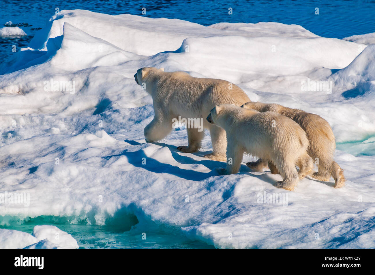 Mother polar bear with cubs on ice pack in the Arctic Circle ...