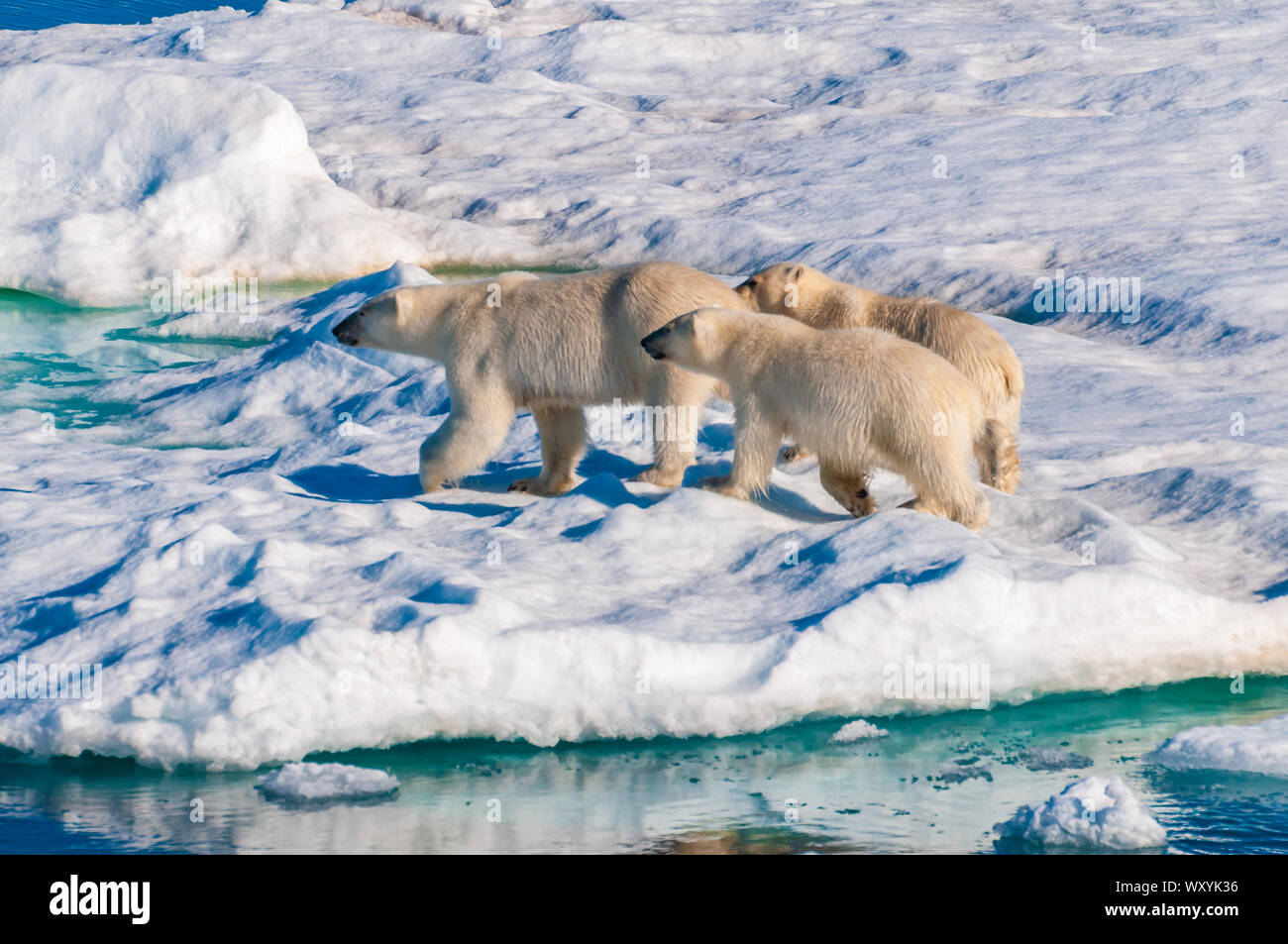 Mother polar bear with cubs on ice pack in the Arctic Circle ...