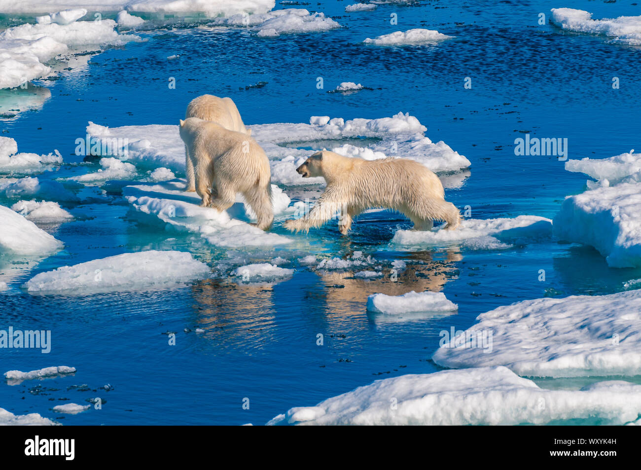 Mother polar bear with cubs on ice pack in the Arctic Circle ...