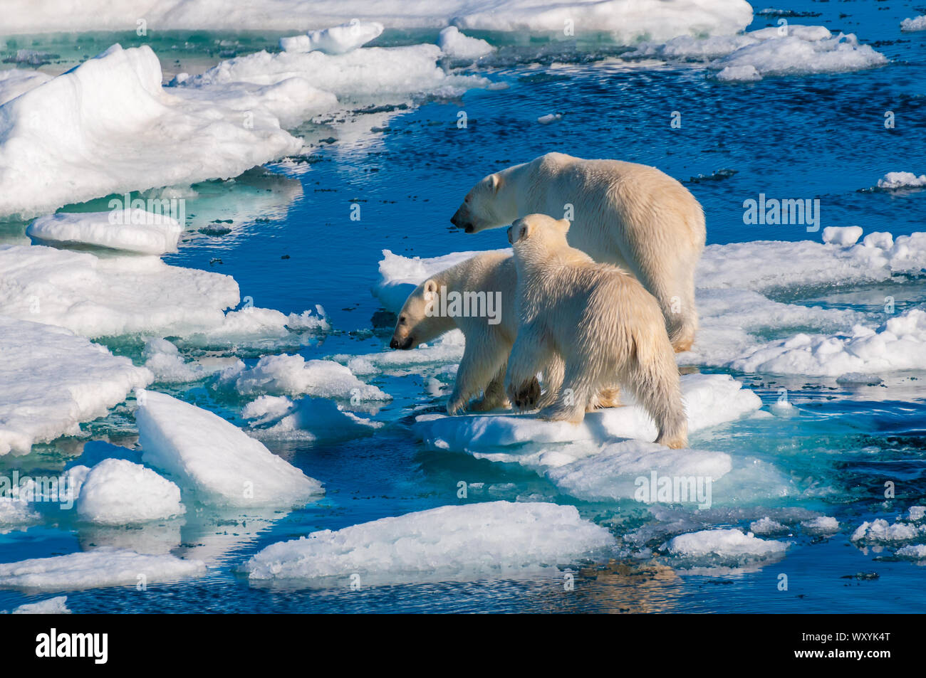 Mother polar bear with cubs on ice pack in the Arctic Circle ...
