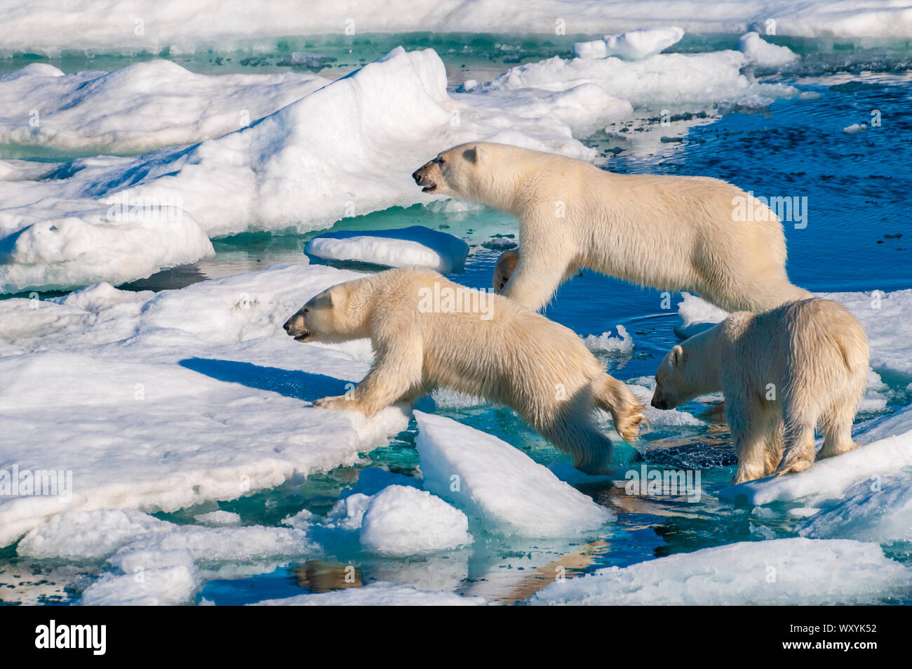 Mother polar bear with cubs on ice pack in the Arctic Circle ...