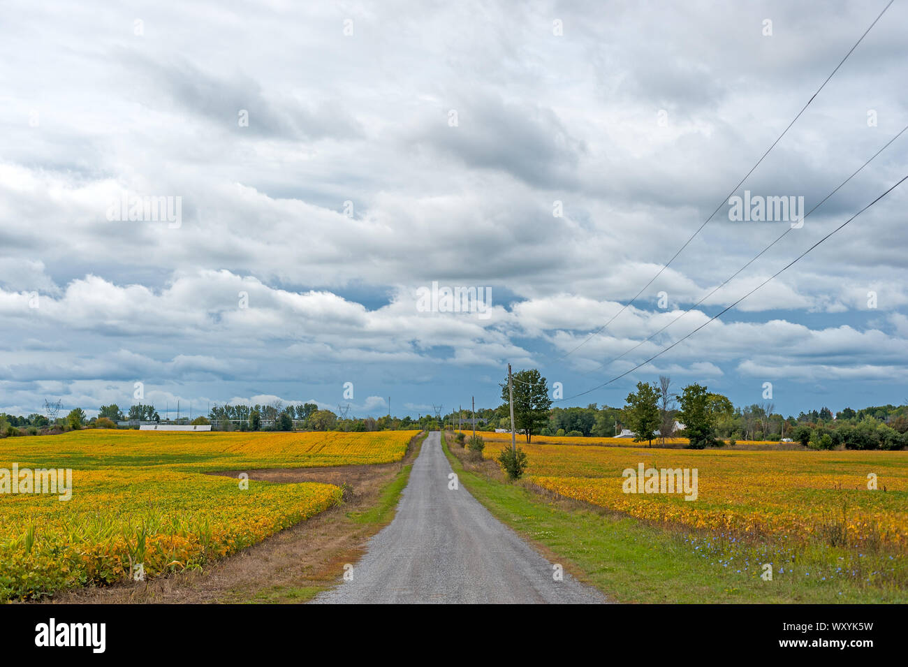 Long driveway through soybean field Stock Photo