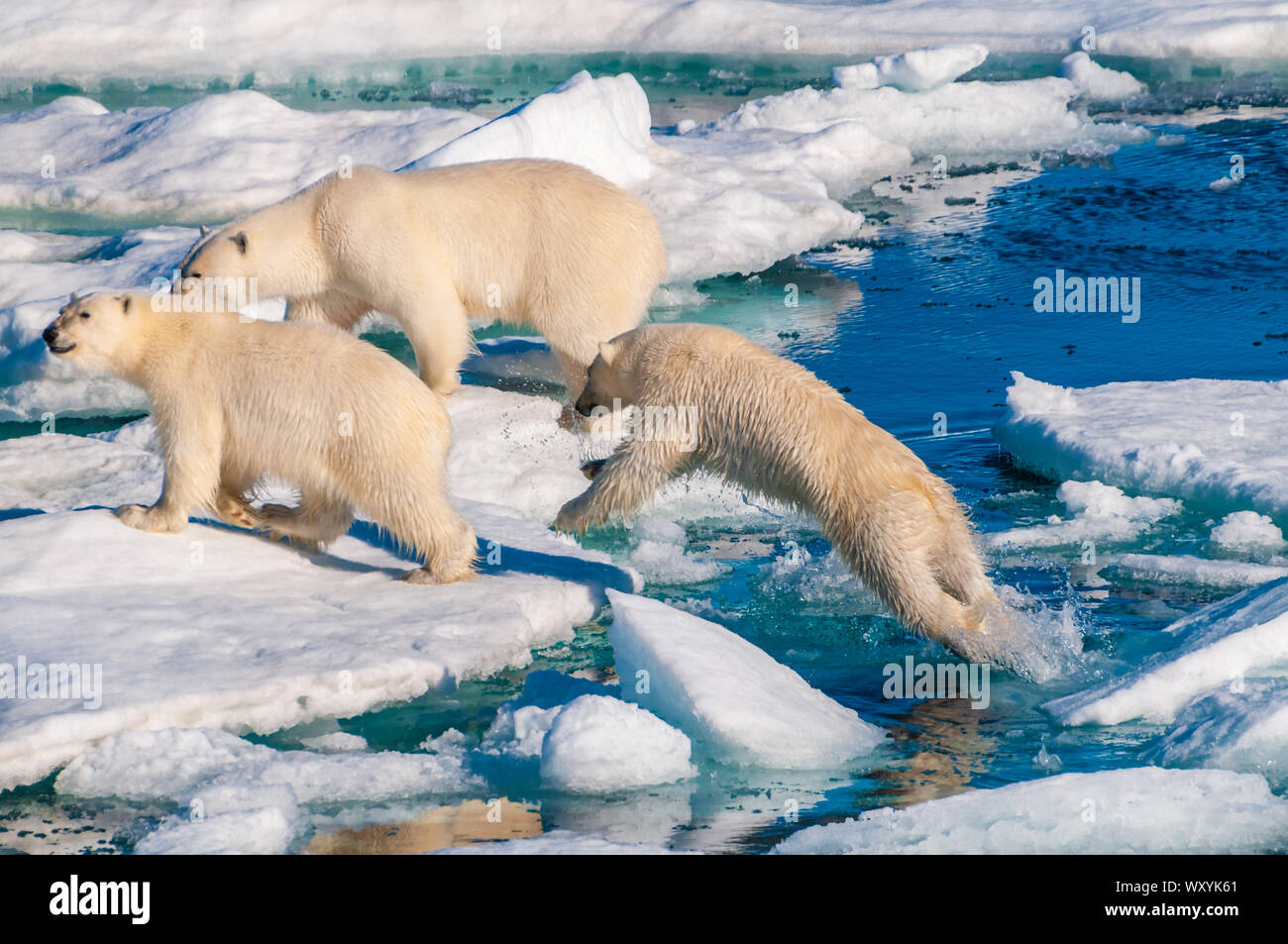 Mother polar bear with cubs on ice pack in the Arctic Circle ...