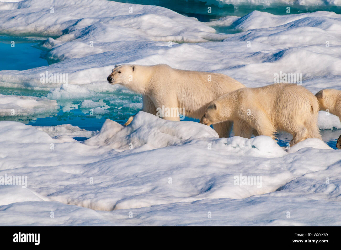 Mother polar bear with cubs on ice pack in the Arctic Circle ...