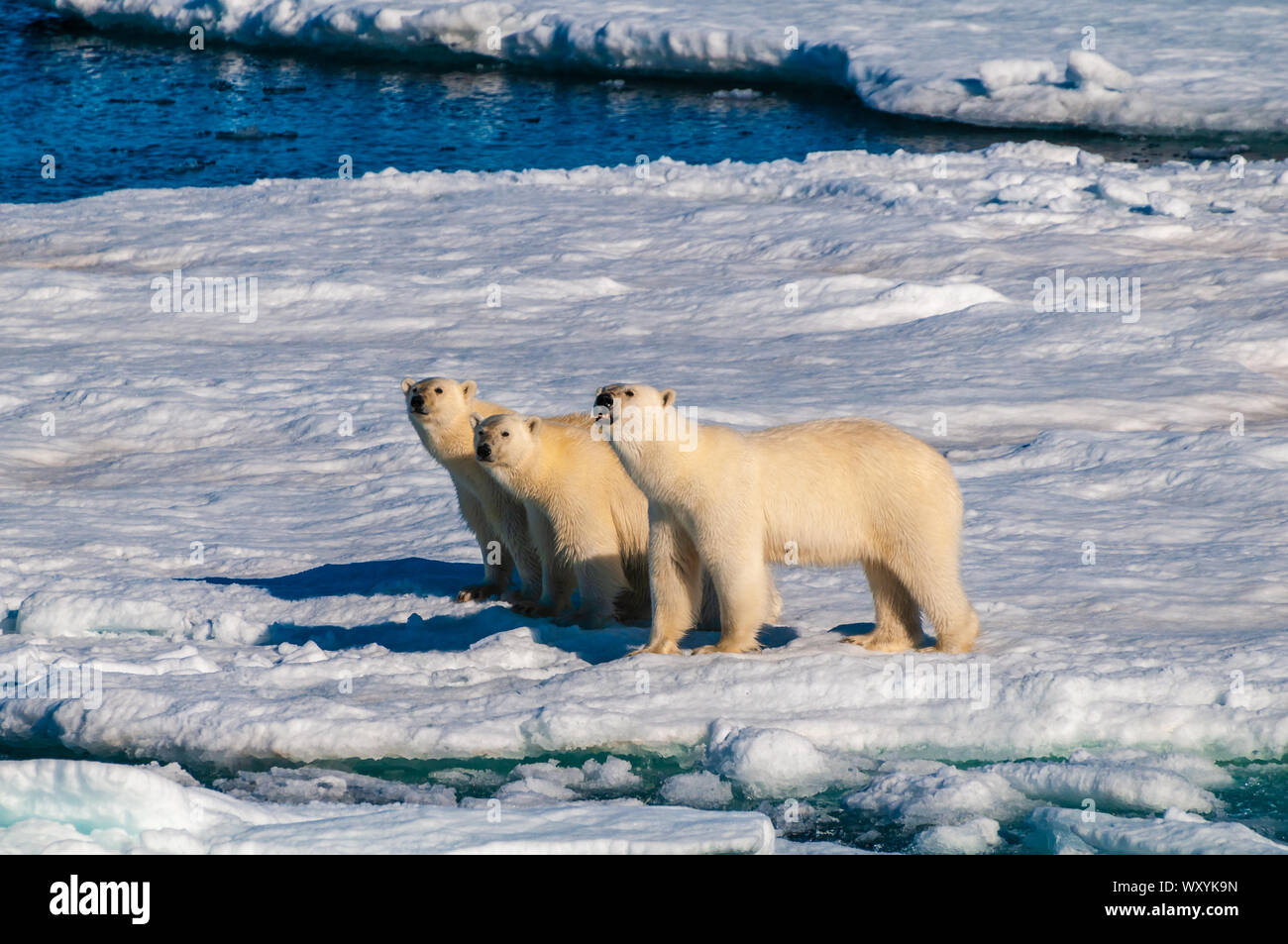 Mother polar bear with cubs on ice pack in the Arctic Circle ...