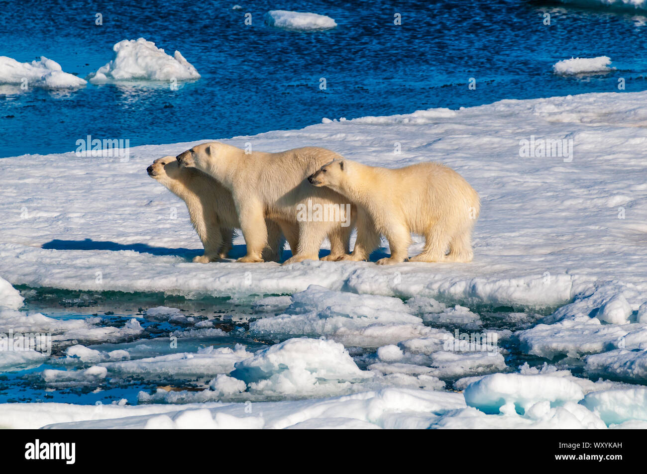 Mother polar bear with cubs on ice pack in the Arctic Circle ...
