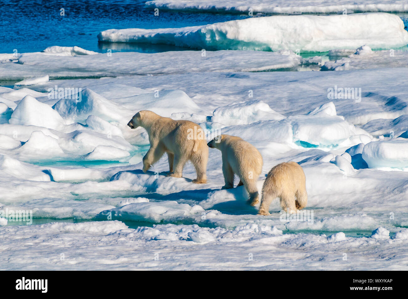 Mother polar bear with cubs on ice pack in the Arctic Circle ...