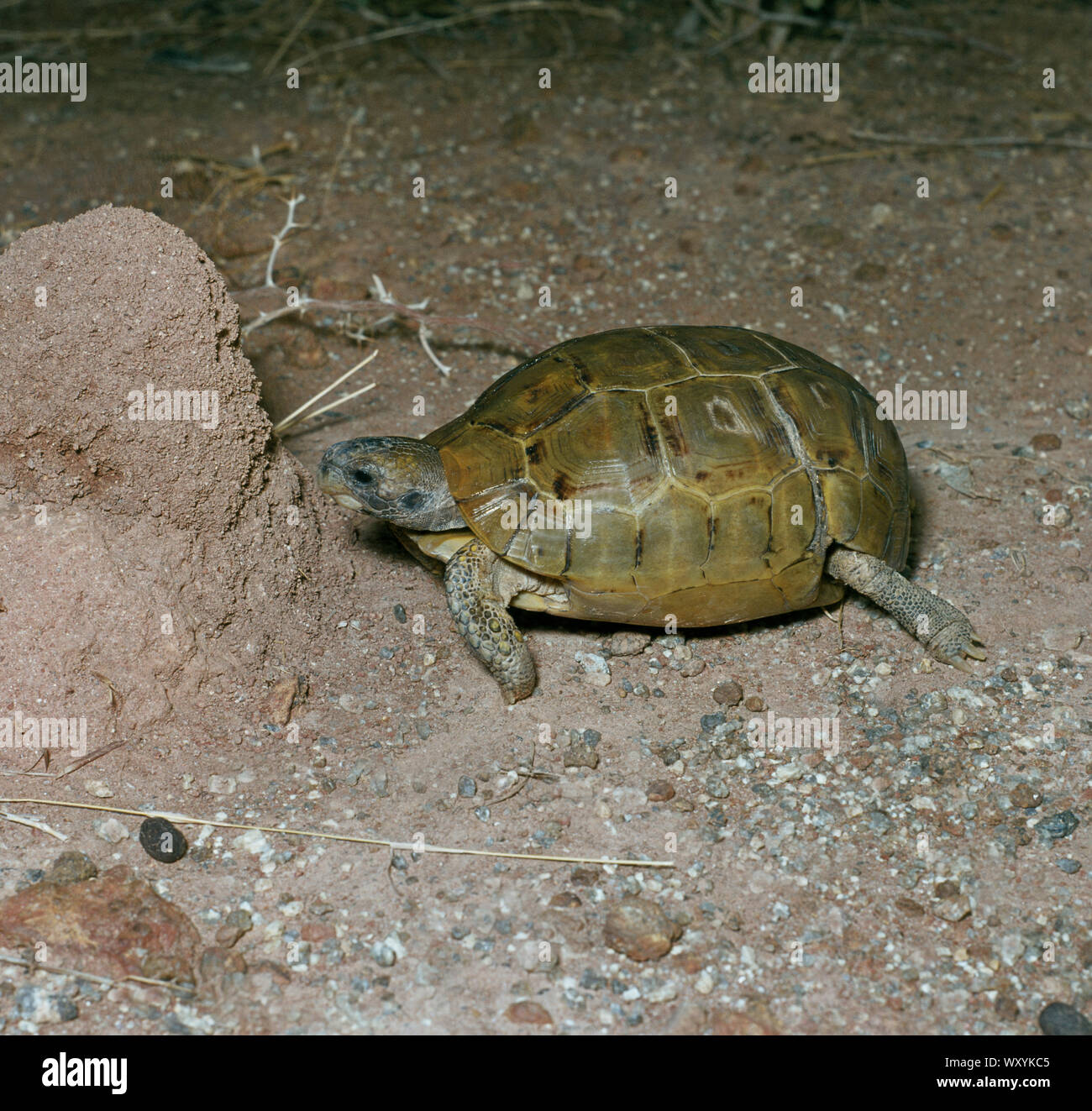 SAVANNAH HINGED TORTOISE (Kinixys belliana).  Alongside a small termite mound, crepuscular, movement activity, cooler part of day. Northern Nigeria. Stock Photo