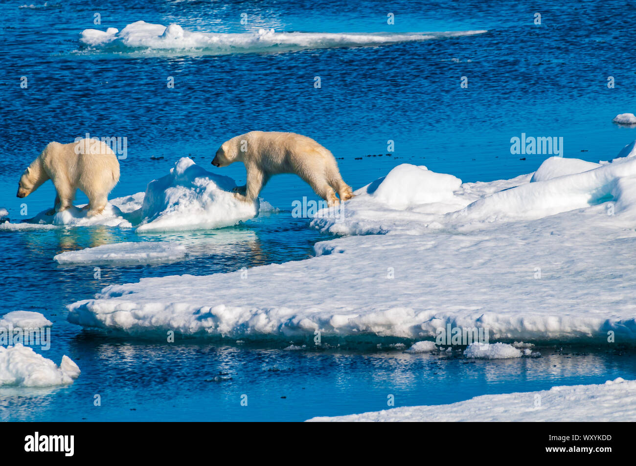Mother polar bear with cubs on ice pack in the Arctic Circle ...