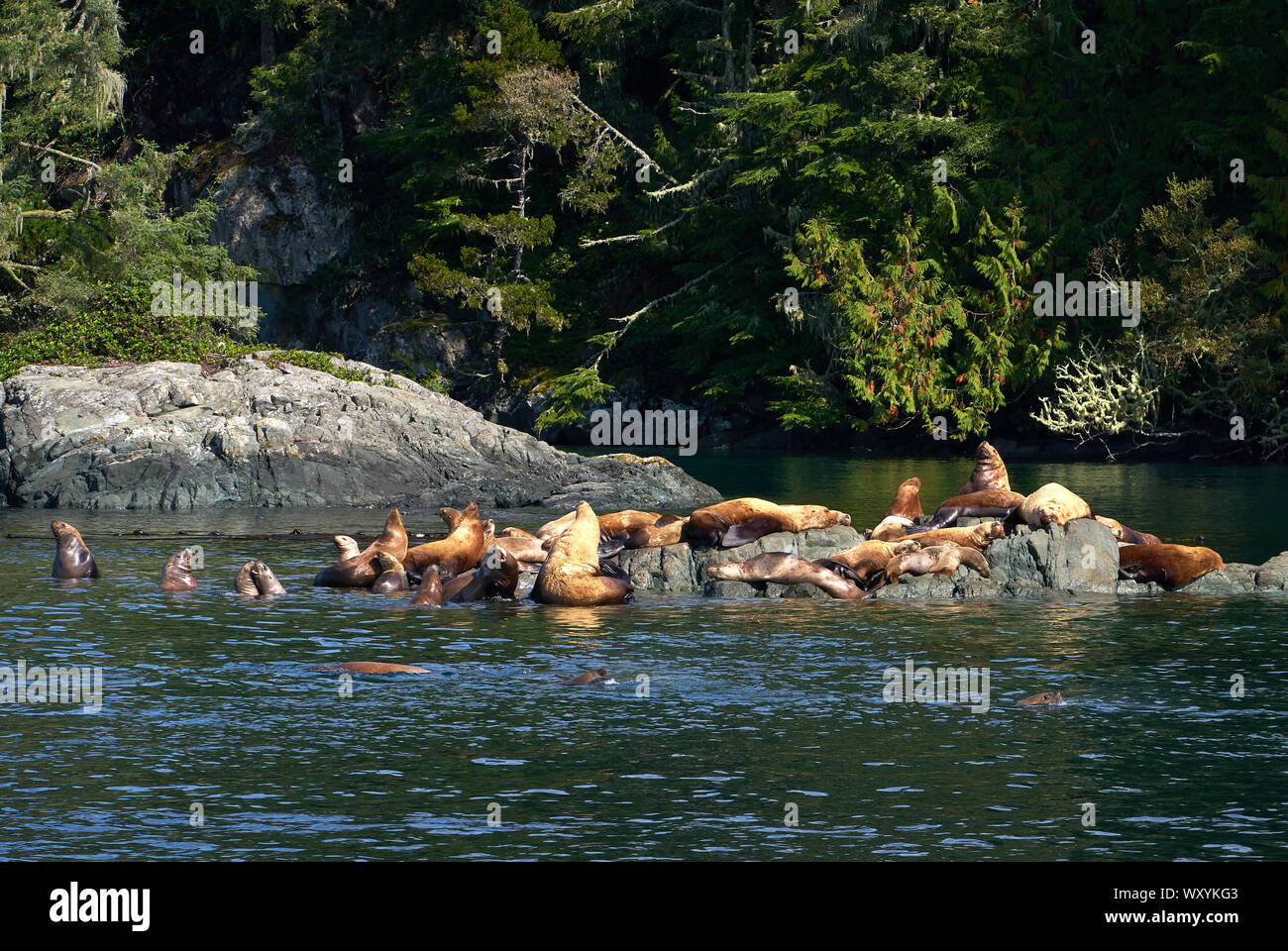 Sealions Bask in the Sun. Sealions basking in the sun on rocks. Stock Photo