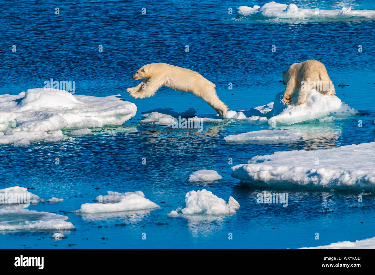 Mother polar bear with cubs on ice pack in the Arctic Circle ...