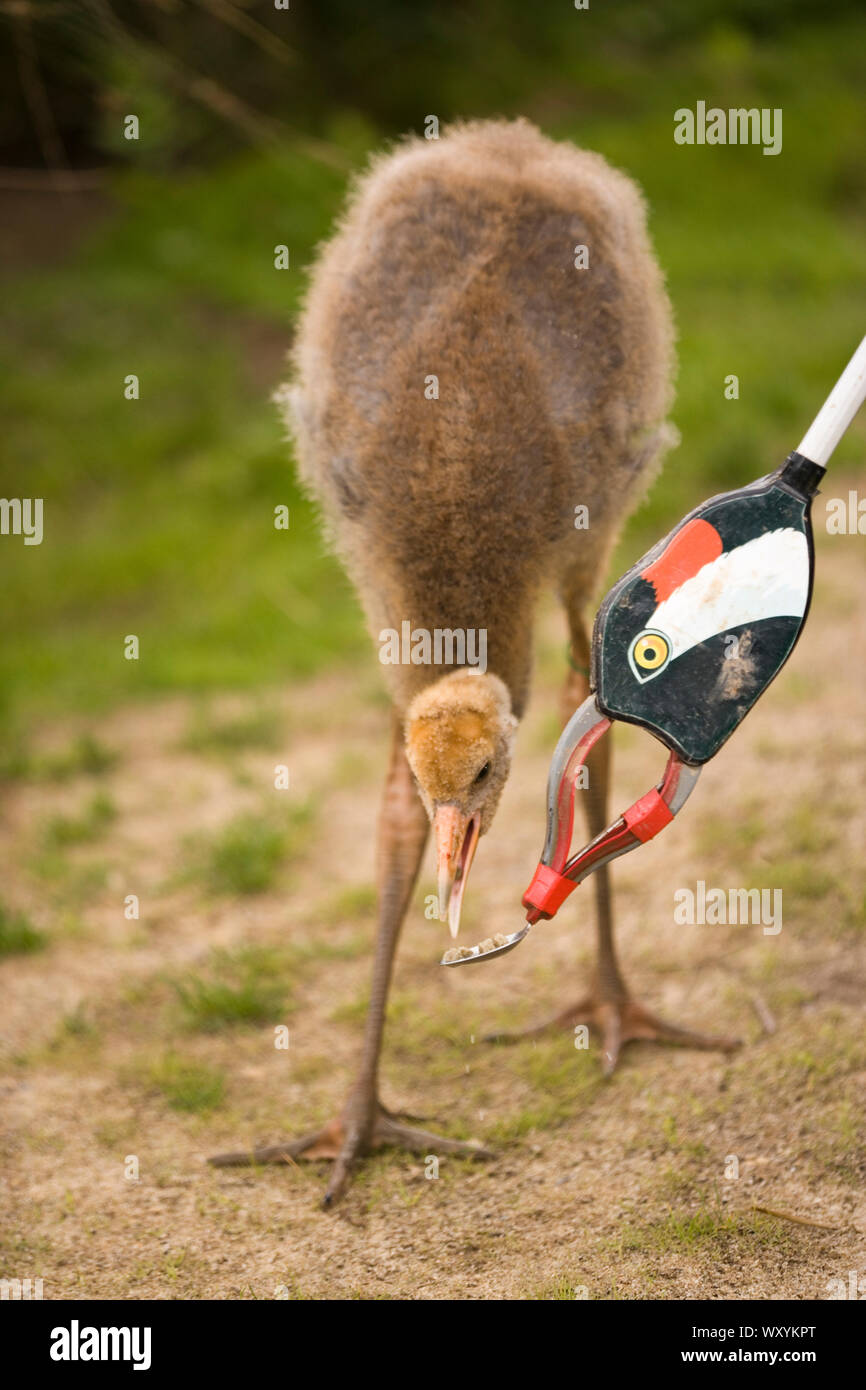 COMMON CRANE (Grus grus) Young having learnt to feed from spoon attached to the moulded resin head of an adult on the end of a long handled litter gat Stock Photo
