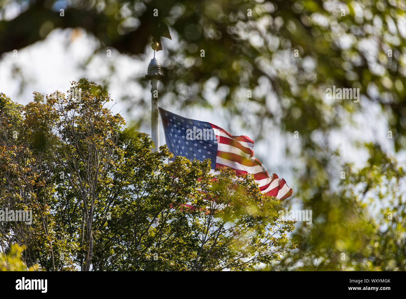 American flag partially obscured by trees in park Stock Photo