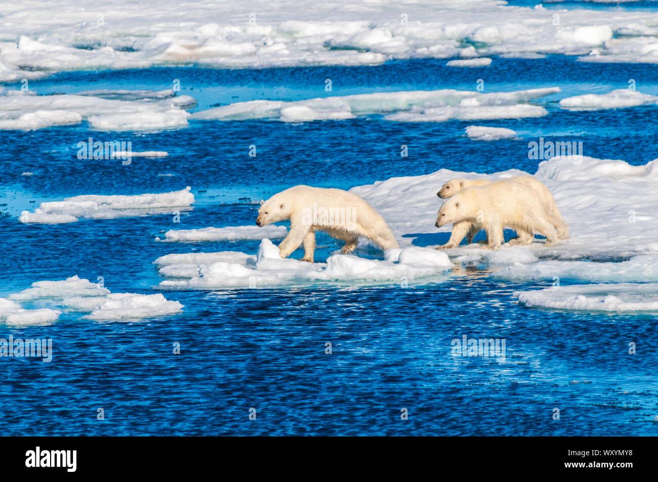 Mother polar bear with cubs on ice pack in the Arctic Circle ...