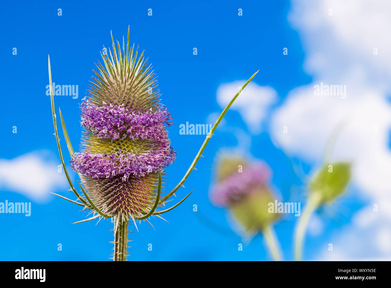 Thorny teasels with pink flowering belts and green spines. Dipsacus. Wild spiky herb on blue sky background. Lyme disease cure in alternative medicine. Stock Photo