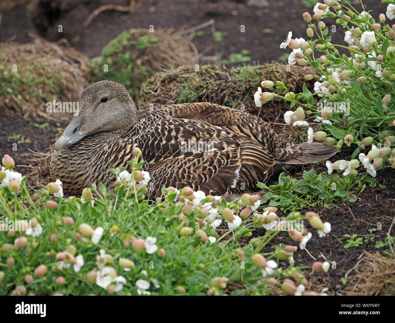 cryptic brown colouring of nesting female Eider Duck sitting on eggs amid Bladder Campion Silene vulgaris on Isle of May, Firth of Forth, Scotland, UK Stock Photo