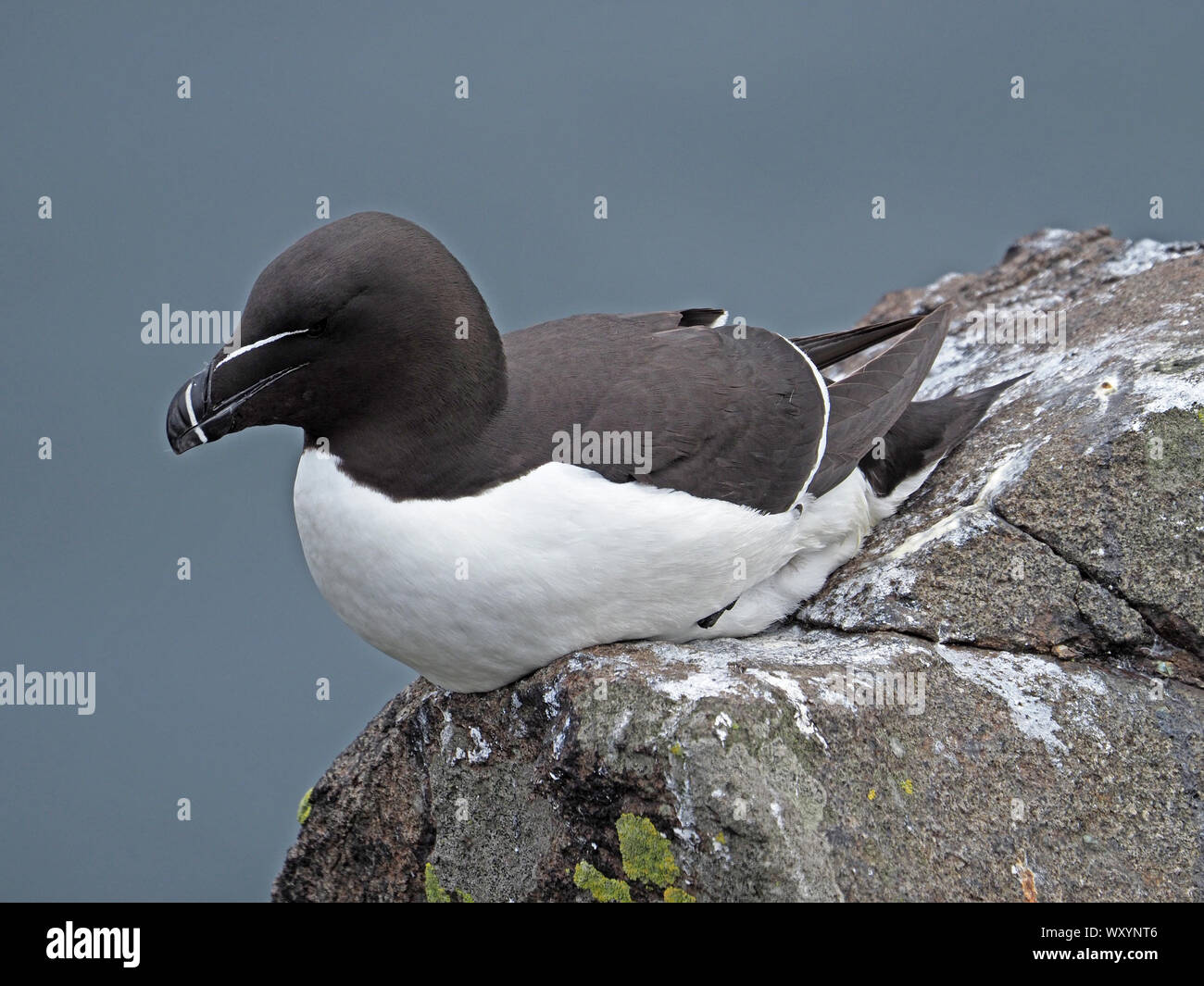 Razorbill or Lesser Auk (Alca torda) perched on clifftop rock on Isle of May, Firth of Forth, Fife, Scotland, UK Stock Photo